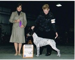 Ch. Olde Ridge She's My Pick "Jessica" bred by Jane C Rae (Ch. Olde Ridge Ben There Done That x Ch. Cheza's She Reflect's Clouds, JH)
