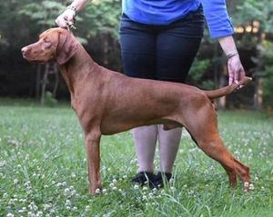 UKC MBIS MRBIS AKC GCH UKC/AKC CH
Sassafras Checkered Flag Intimidator JH
                             "Winston"
  Click to see Winston's health clearances.