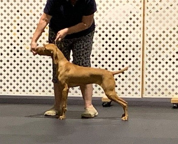 GCH Olde Ridge You're Always On Our Minds  "Nelly" practicing at handling class.