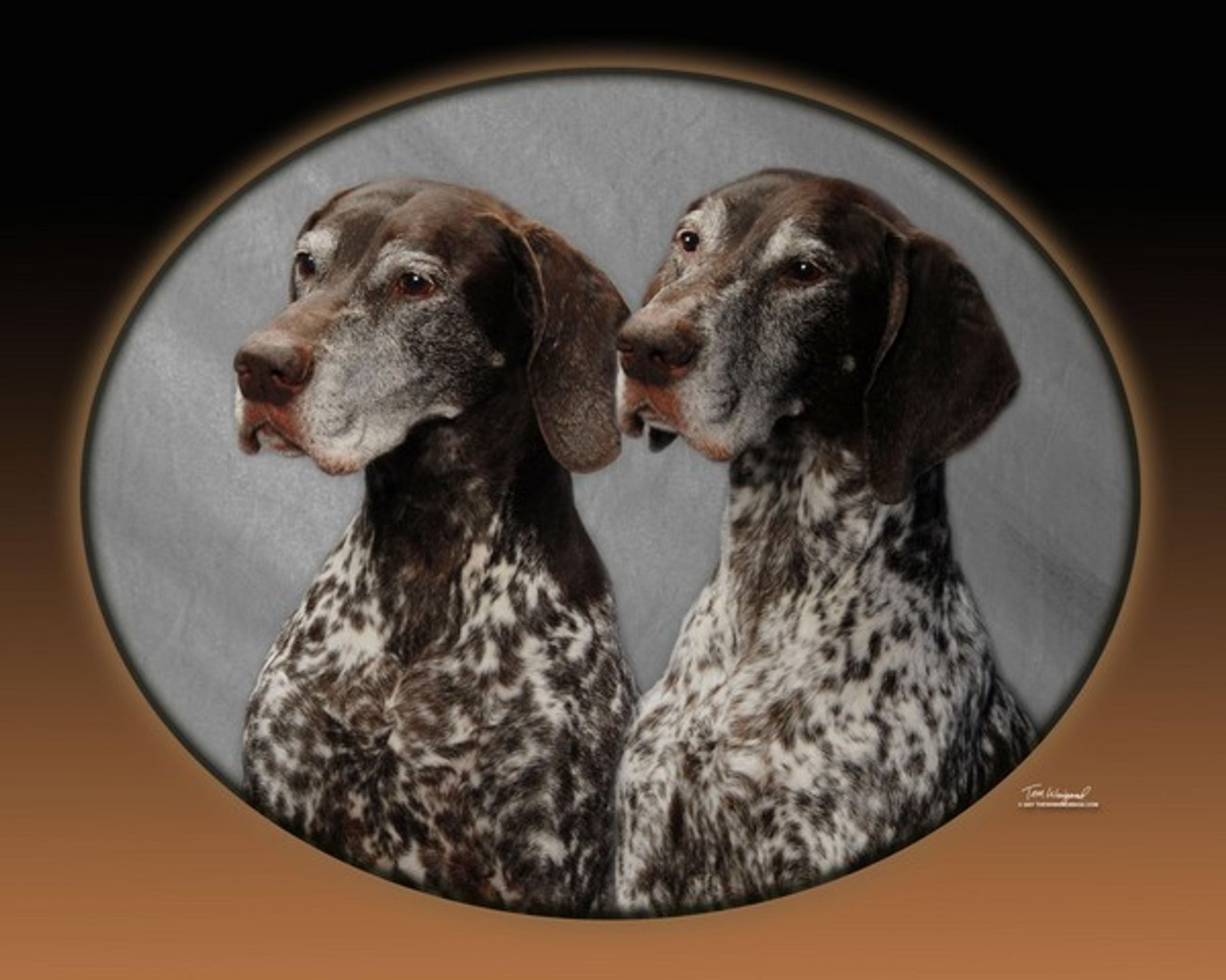 River ridge hot sale german shorthaired pointers