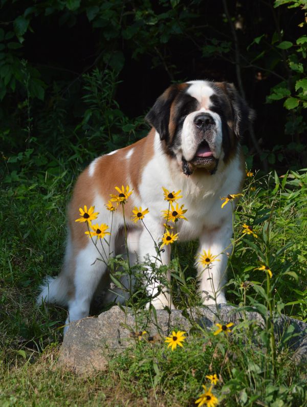 Top st hot sale bernard breeders