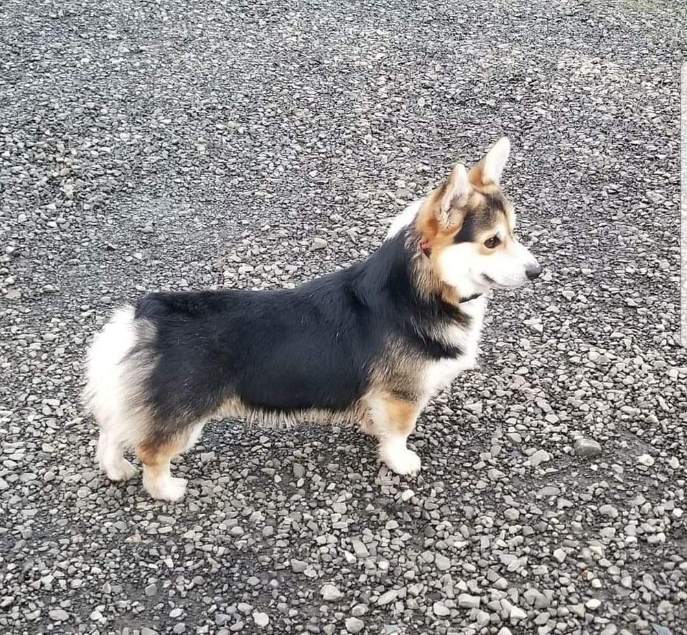 Crown Corgi's - Studs