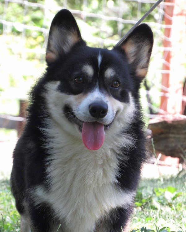 Crown Corgi's - Studs