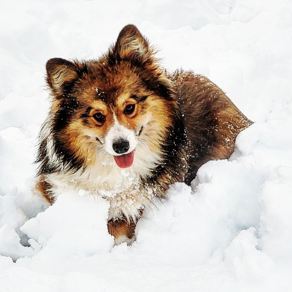 Crown Corgi's - Studs