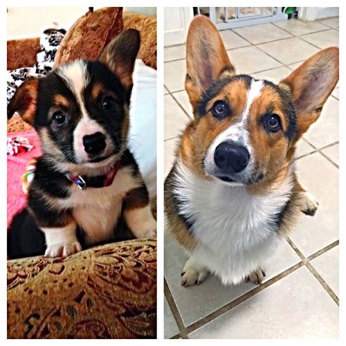 Crown Corgi's - Colors we breed