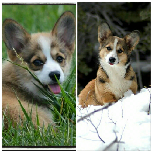 SABLE & WHITE AS A PUPPY AND GROWN. 