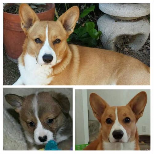 Crown Corgi's - Colors we breed