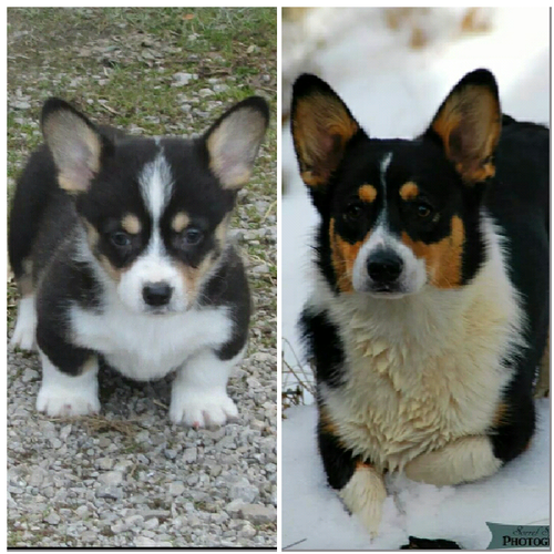 BLACK HEADED TRI AS A PUPPY AND GROWN. 