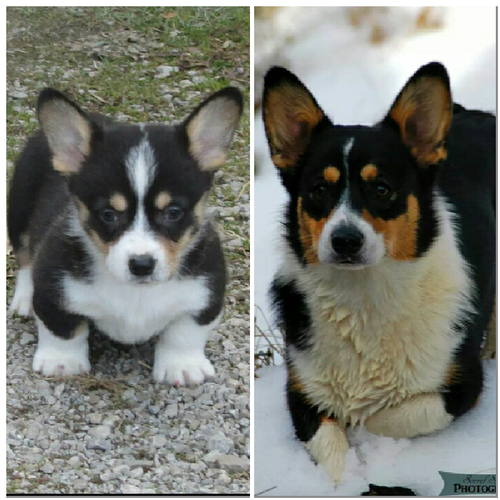 Black tri cheap corgi puppy