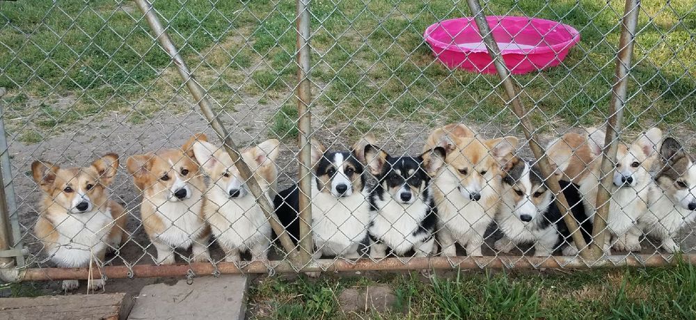 Crown Corgi's