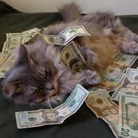 $65 Gift Card 
