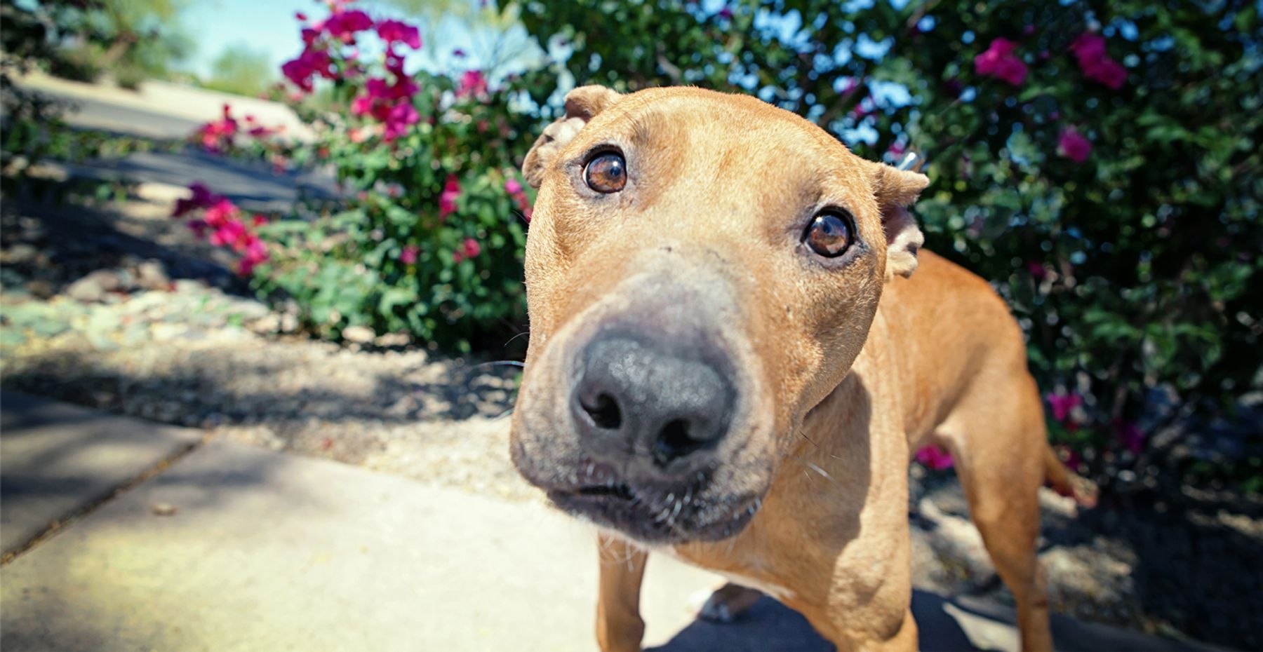 Mayday pitbull store puppies for sale