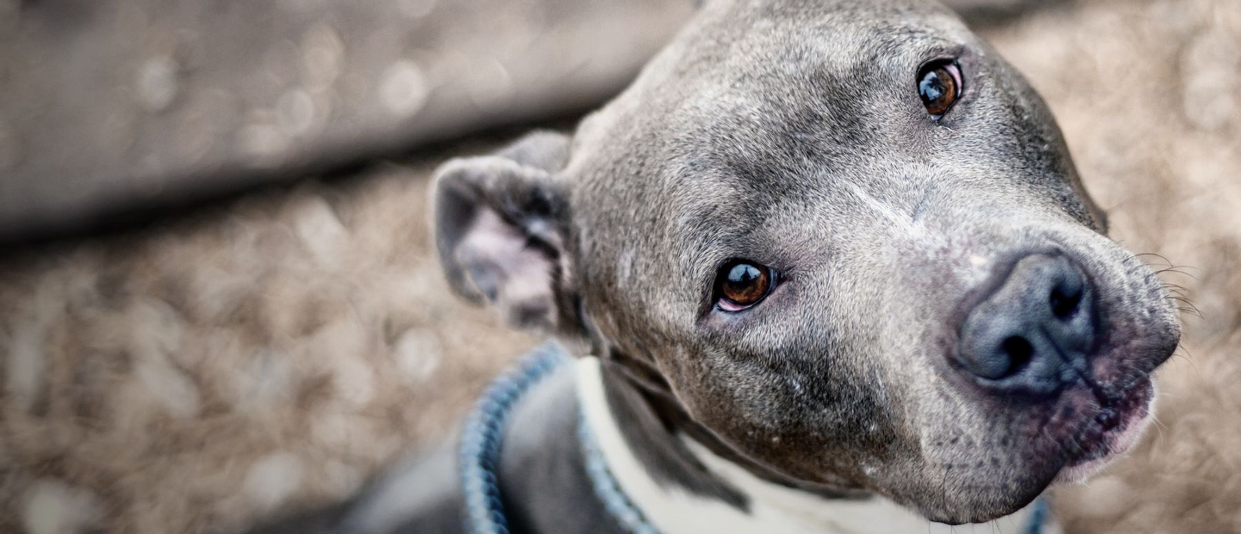 Pitbull mix store rescue near me