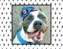 2018 Mayday Pit Bull Rescue Calendar