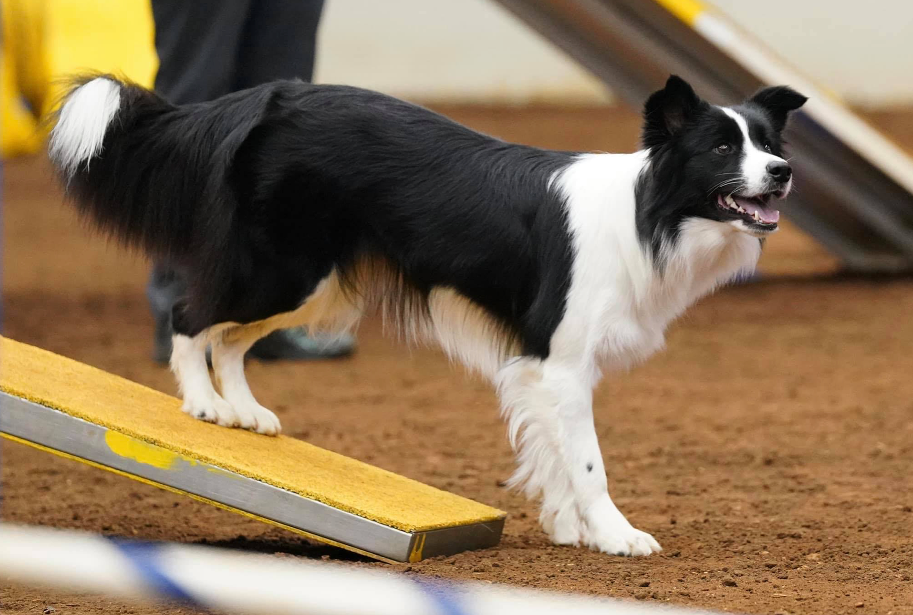 Megabass ito POPX BORDER COLLIE color Limited color NIP