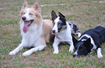 Stryker and his parents
