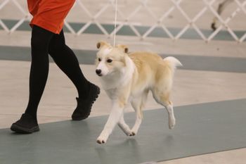 Feb 2016, puppy show
