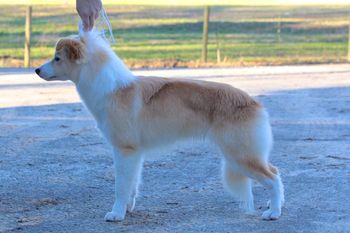 Champagne border hot sale collie