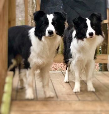 Omy border hot sale collies