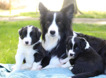 Omy 2024 border collies