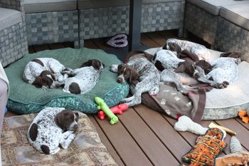 Last puppy pile with all 8!
