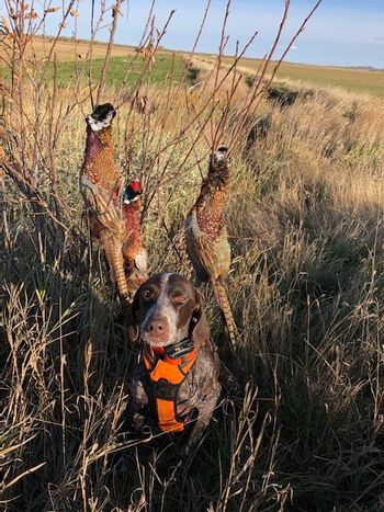 Shotshell Wink and a Nod - Lizzy hunting Fall 2019
