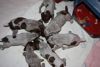 First meal of puppy mush. From the top and clockwise; Uno, Ultimo, Uli, Utwo, Ursi, Usher and Uta
