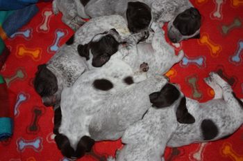 A bigger pile of puppies.
