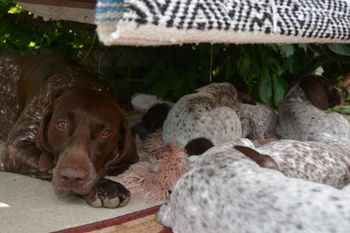 Ali resting with the pups
