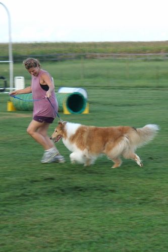 Piper, 1995-2009, loving companion & therapy dog, and indifferent agility dog
