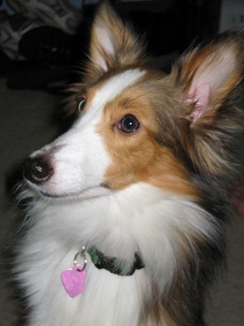 Brandy's Angel
