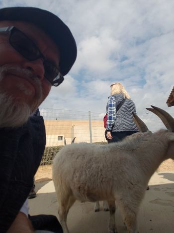 Trying to get a selfie with a goat who has a better goatee than mine
