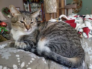 Joni Female 7yr Brown/white tabby
