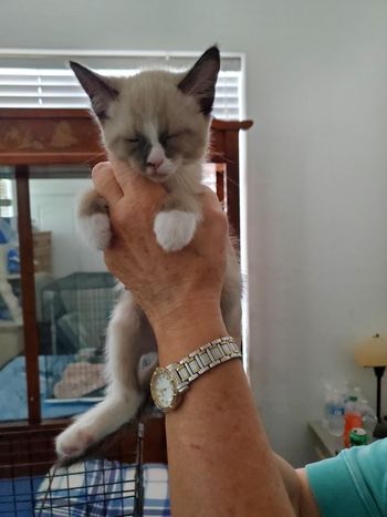 Nate Male 2 months old
