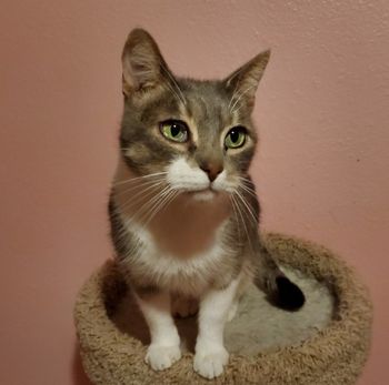 Colin Male Tabby gray/white 10yrs old
