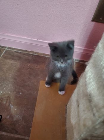 Logan Male Gray/Tux 2 mo old
