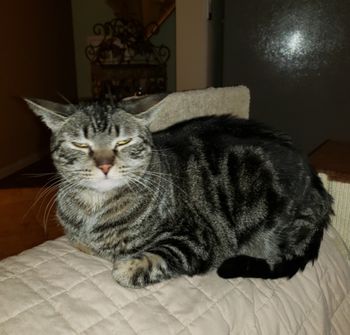Blair Female Tabby 4 yrs old
