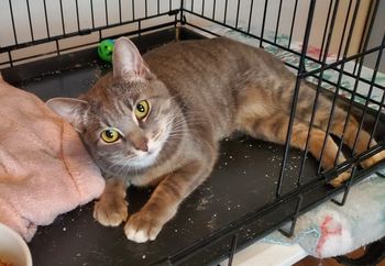 Zola Female Gray Tabby 1 ½ yrs old
