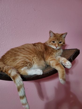 Simon Male Ginger 12 yrs old
