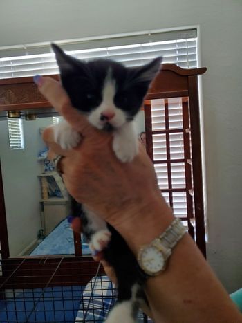 Gracie Female 2 months old
