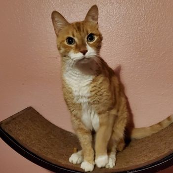 Mason Male Ginger Tabby 12 yrs old
