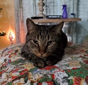 Ivan Male Black/Tabby 4 yrs old
