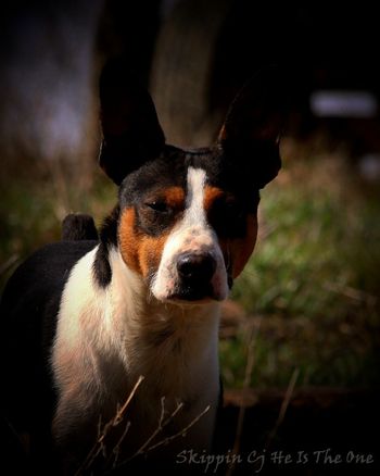 Uno and his HANDSOME face!
