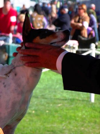 Skippin Cj Pinky at an AKC Show!
