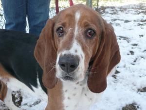 Charlie spent years chained outside in the Poconos.  He was a very sad and lonely dog (as all chained dogs are).  Fortunately he was surrendered to PAWS and given a chance to be part of a family.  He now lives inside in a caring home and enjoys playing with the other dogs.
