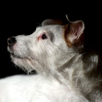 Phoebe was adopted by Ed and Heather in December 2012.  She is a very smart girl who is benefiting by having humans familiar with jack russels.  As you can see, she enjoys having Ed take wonderful photographs of her.-
