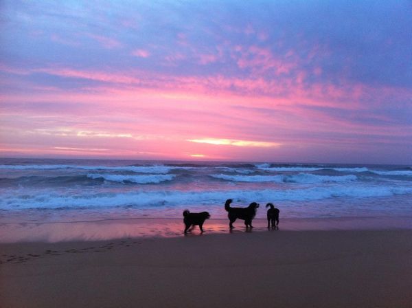The dogs on the beach at sunrise