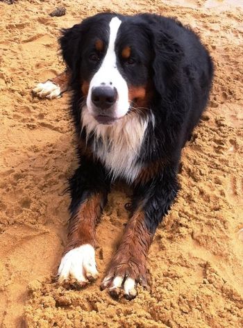 Braxton - 1 year old
