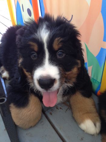 Lola 8 weeks old
