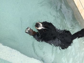 Indie LOVES swimming
